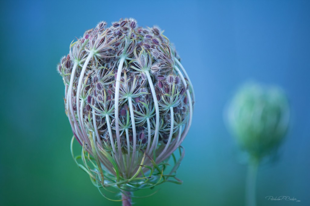A Queen Annes Lace bud... gone to seed Parham P Baker Photography