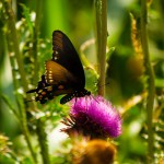 Butterfly on Thistle, Parham P Baker Photography