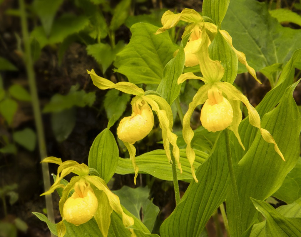 Yellow Lady Slippers - Parham P Baker Photography