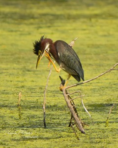 Green Heron Scratching - Parham P Baker Photography