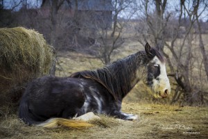 Horse and Hay - Parham P Baker Photography