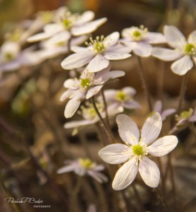 Springing Up - Parham P Baker Photography